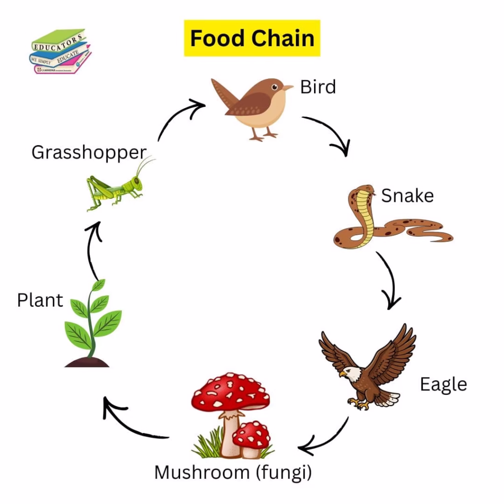 what is a food chain