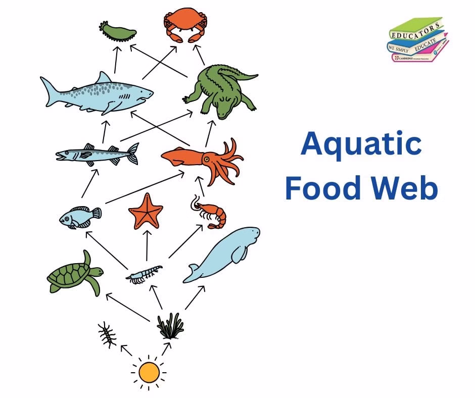 what is a food web