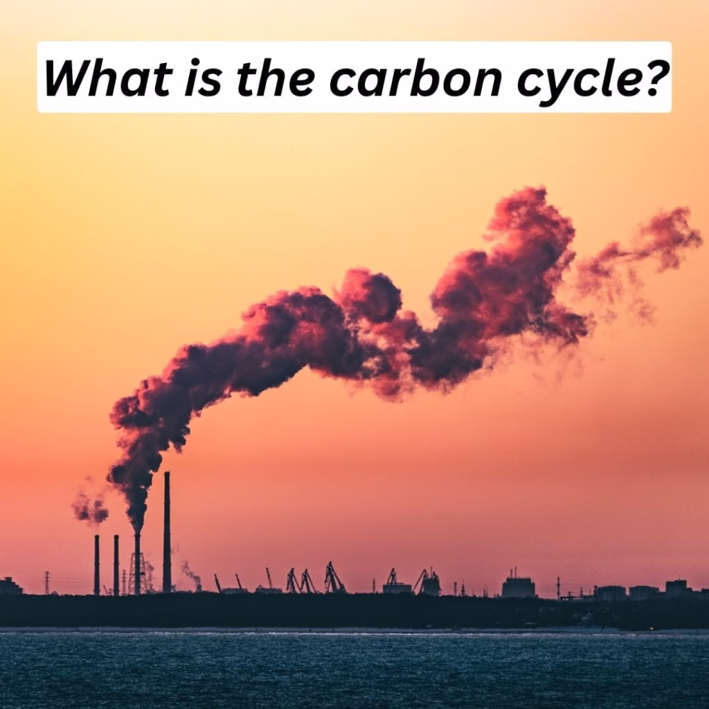 what is the carbon cycle