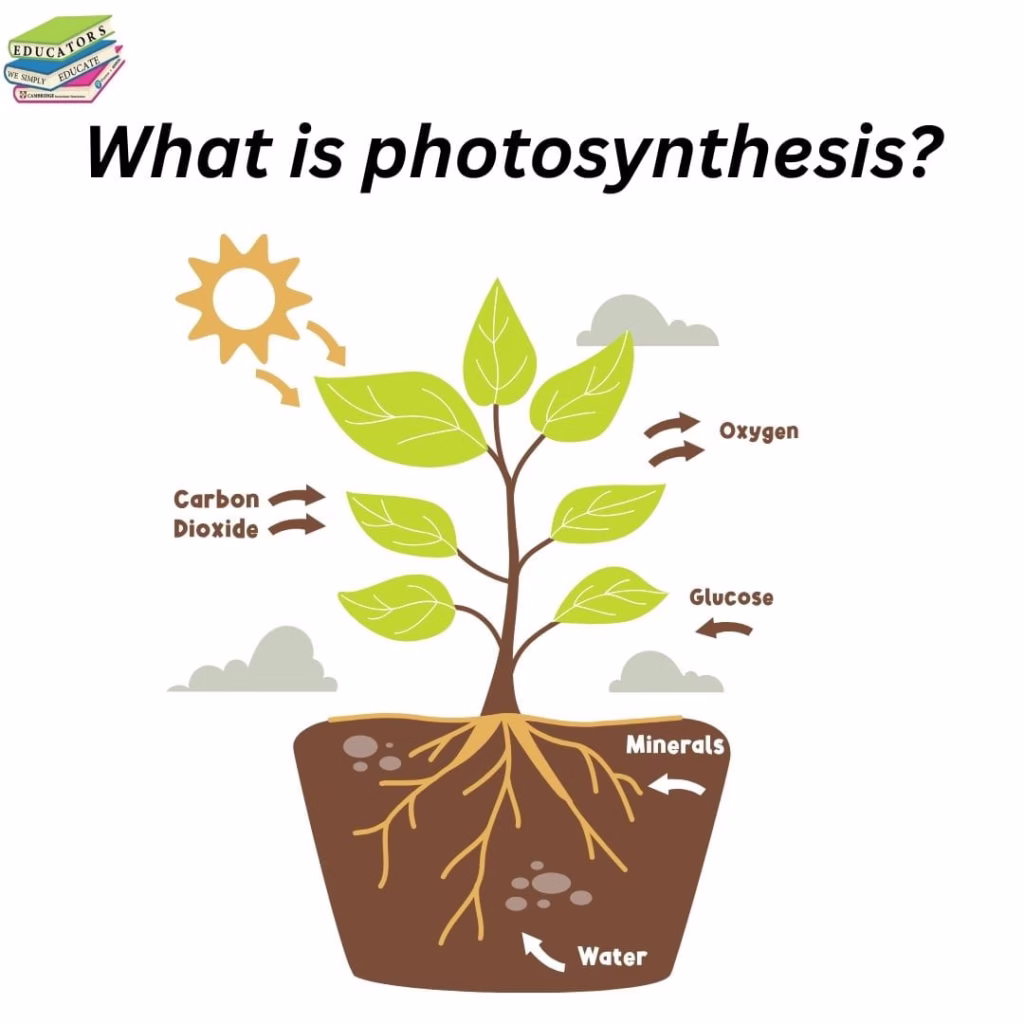 what is photosynthesis