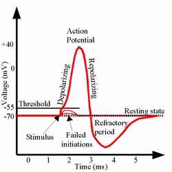 Action potentials