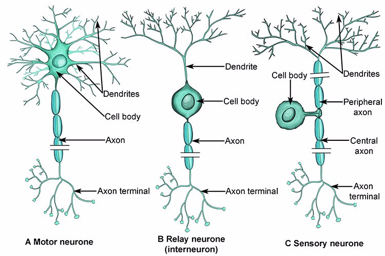 structure of the three neurones