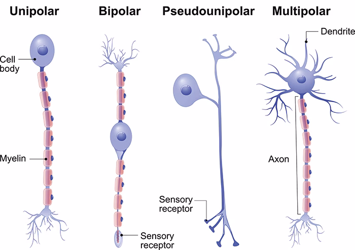 types of structure of neurones